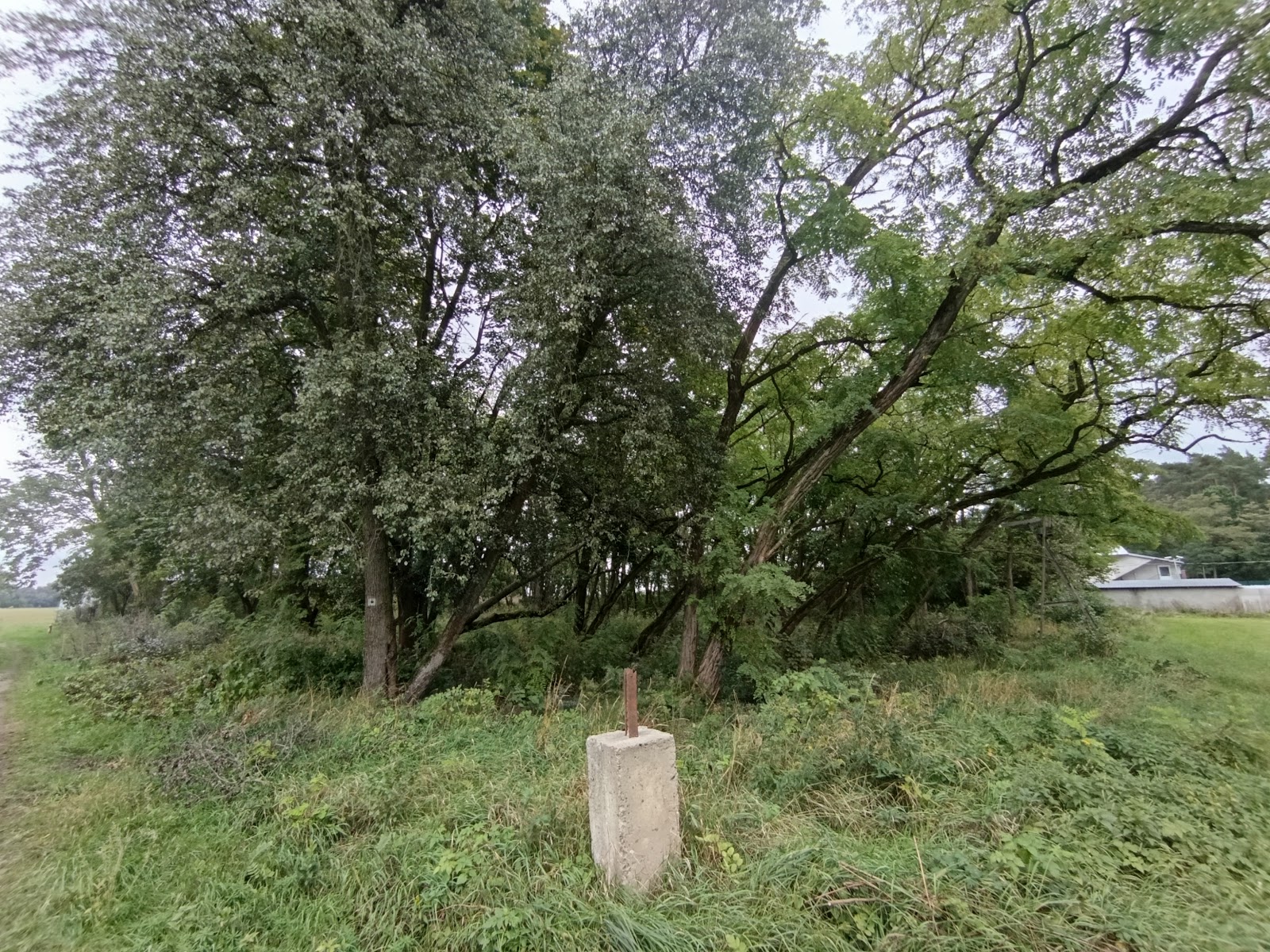 Zielony teren cmentarza w Sadach